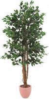 Ficus Benjamini 180 cm 