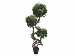 Ficus Multi Spiralstamm 