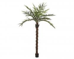 Kentia Palme 300 cm 