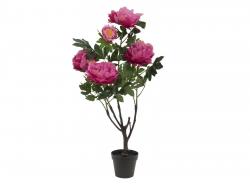 Pfingstrose rosa 90 cm 