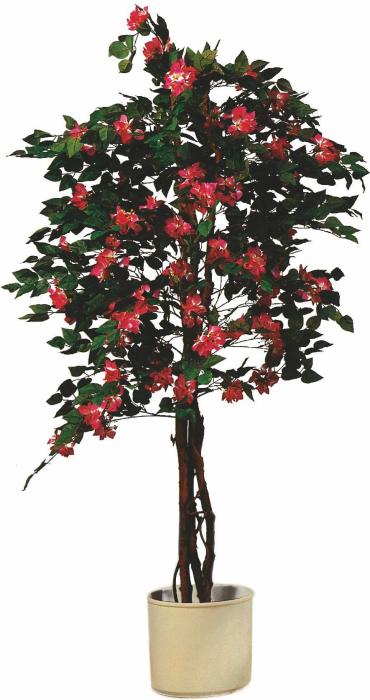 Bougainvillea rot 180 cm 