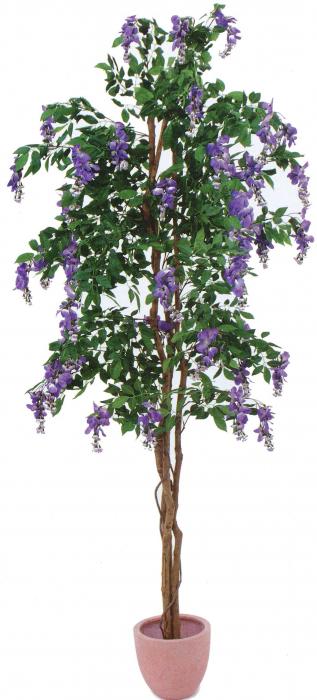 Goldregenbaum violett 180 cm 