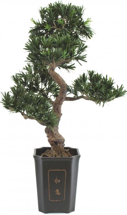 Bonsai Podocarpus 80 cm 