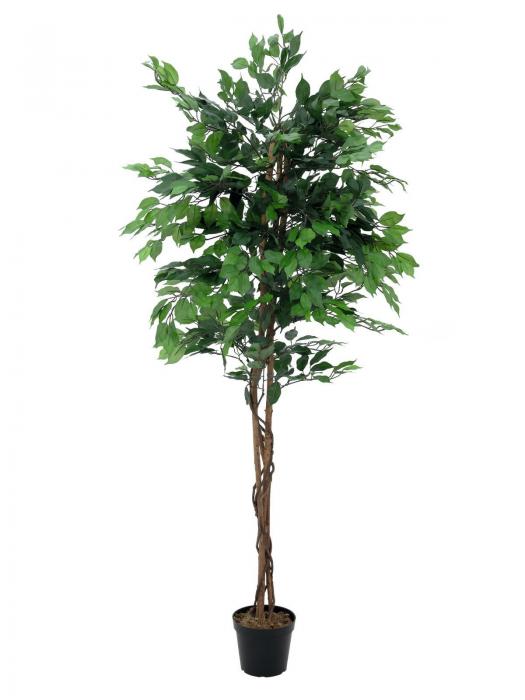 Ficus Benjamini Multistamm 210 cm 