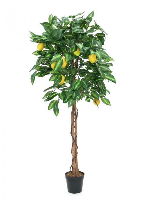 Zitronenbaum 150 cm 