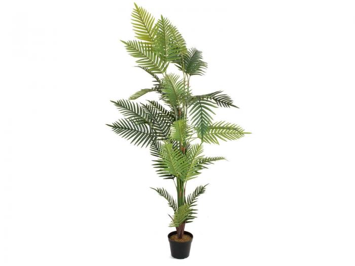 Areca Palme 180 cm 