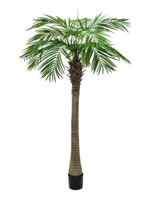 Phönixpalme 300 cm 