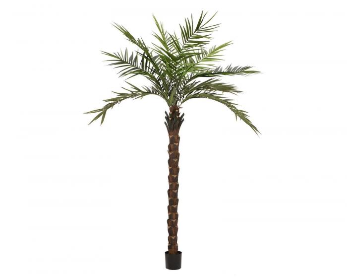 Kentia Palme 300 cm 